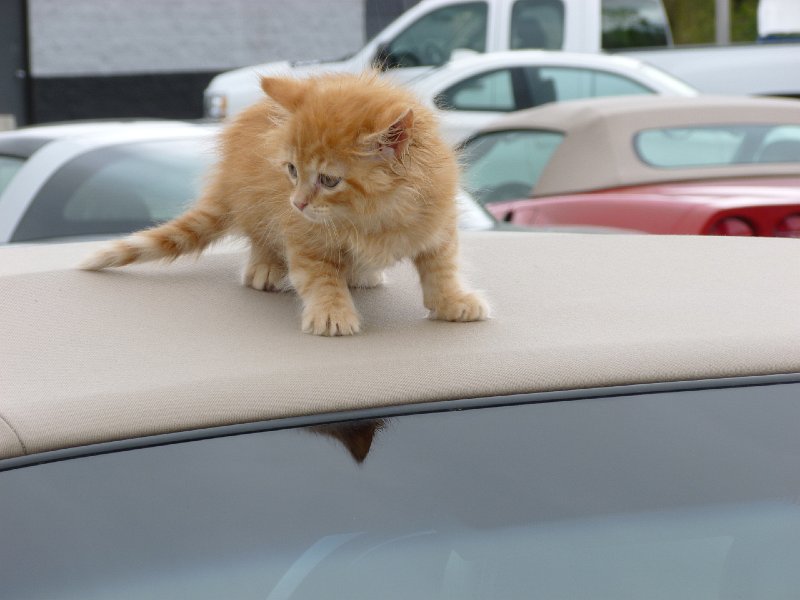 ELCO Car Show May 2013 029